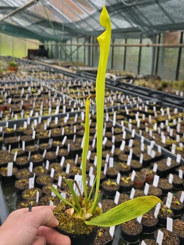 Sarracenia flava var - ,
