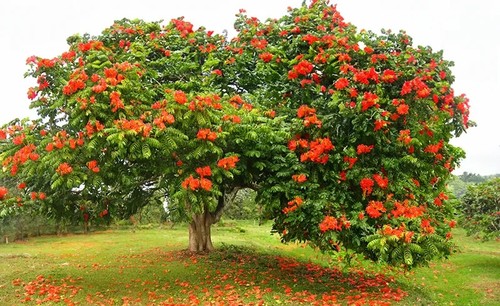 Spathodea campanulata albero - spathodea,