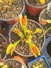 Dionaea muscipula --