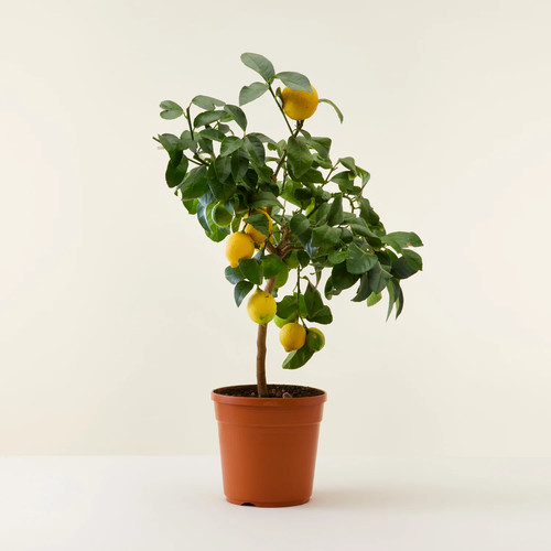 Limone lunario citrus limon - limone,