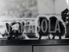 Foto vintage Regno Unito