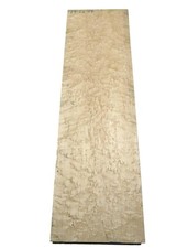 1X Acer Sacchari Vogelaugen