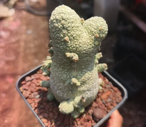 Rara pianta cactus