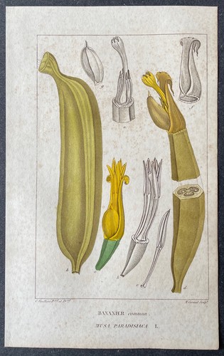 Histoire naturelle bananier - histoire,