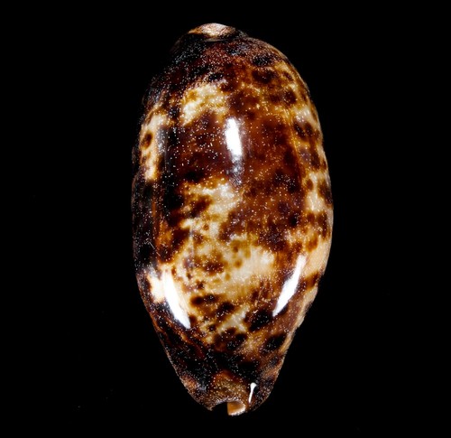 Conchiglia 133 chelycypraea - conchiglia, #133