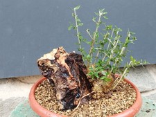 Bonsai Olivastro 28x23 cm In