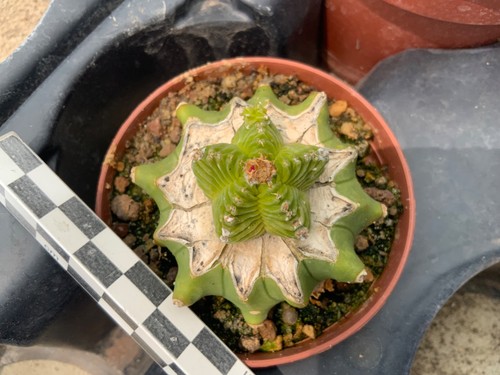 304 aztekium valdezii - 304, wysiwyg