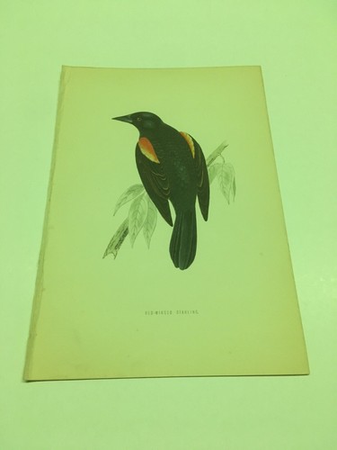 Stampe antiche uccelli rev - antiche,
