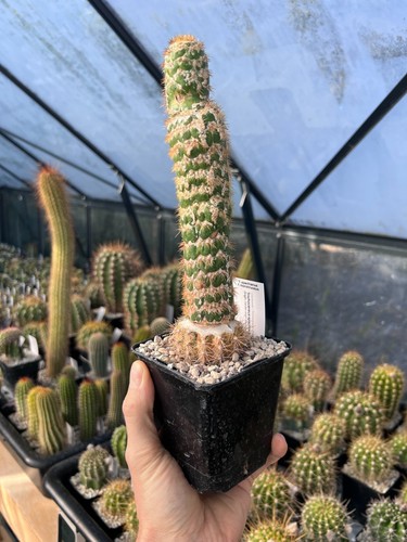 Trichocereus-Echinopsis-Lobivi