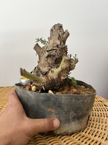Bonsai olivastro uguale come - olivastro,