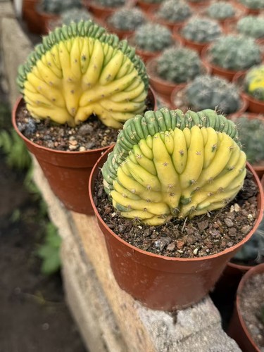 1pz piante cactus - di,