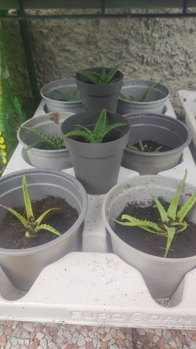 Piantine aloe arborescens - piantine, di
