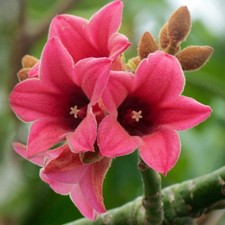 Brachychiton discolor 30-50cm