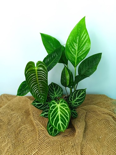 Set anthurium - set, of