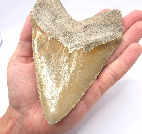 Dentellato estremamente