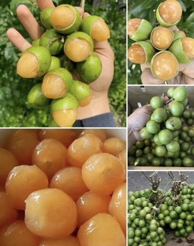 Libbre fresco quenepas - fresco,