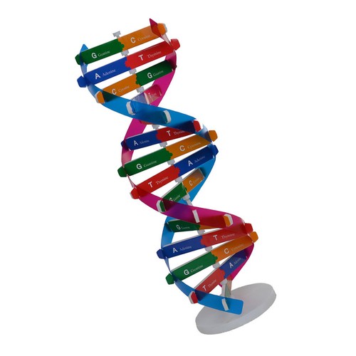 Modello dna umano - dna,