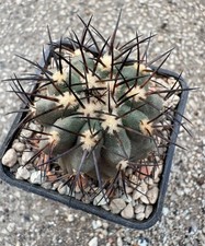 Copiapoa Calderana 'FK 134'