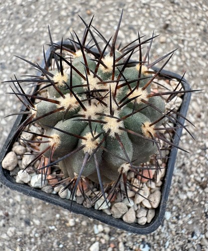 Copiapoa calderana 134 - calderana, 134'