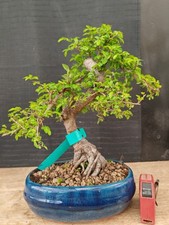 bonsai  olmo cinese  h 35 cm