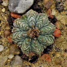 Cactus - Cactus - Aztekium