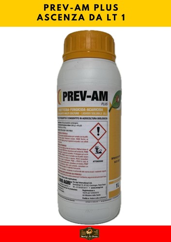 Prev plus ascenza - 1, l