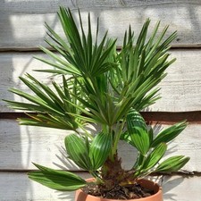 Vulcano Chamaerops humilis