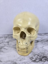 Synbone (8240) Espositore