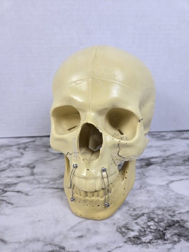 Synbone espositore - synbone, (8240)