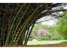 5 SEMI DI BAMBÙ BAMBUSA ARUNDINACEA + regalo