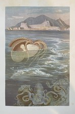 Grafica originale fauna - originale,