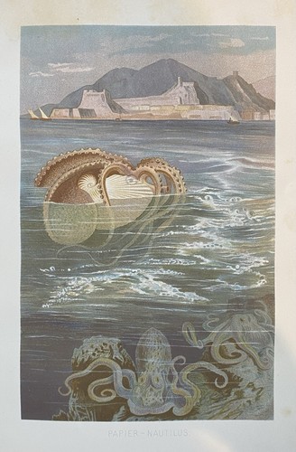 Grafica originale fauna - grafica,