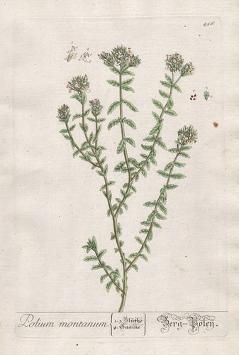 Polium polei felty germander - polei,