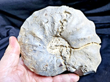 Grande Ceratites nodosus calce