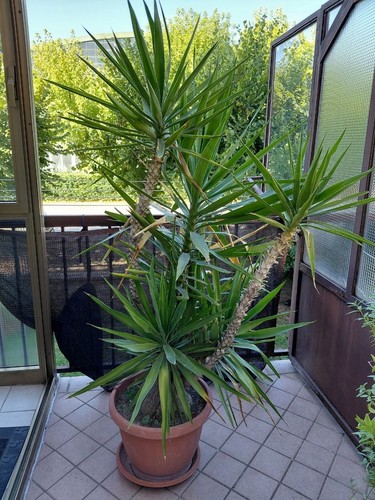 Yucca elephantipes tronchetto - yucca,