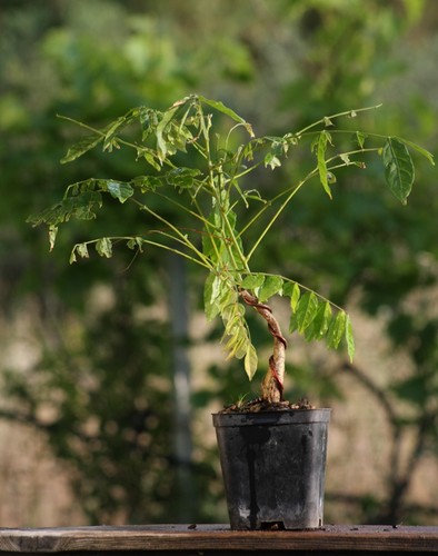 Prebonsai glicine - prebonsai,