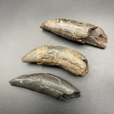 MEGALODONTE EPOCA CAPODOGLIO