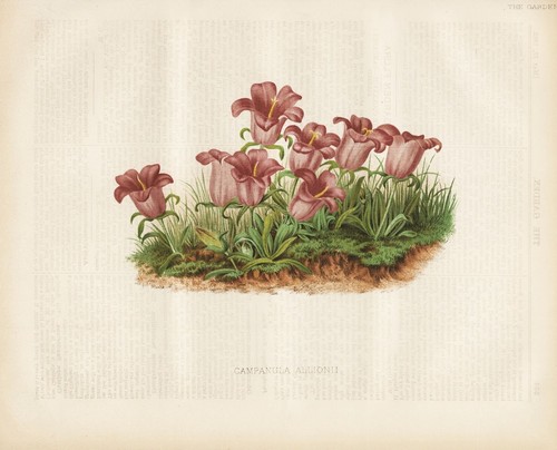 Campanula allionii campana