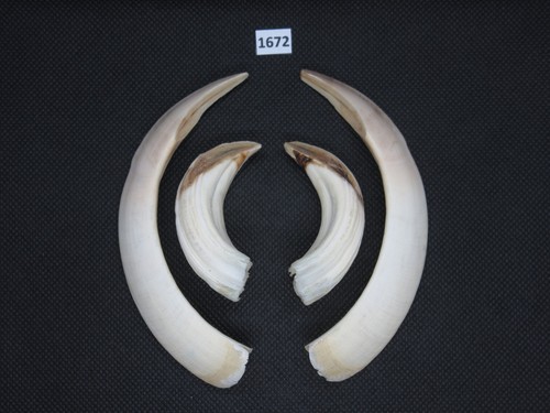 Wild boar tusks - , (no.