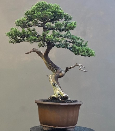 Albero vivo juniperus