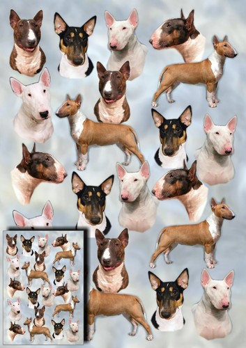 Bull terrier wrapping paper - wrapping,