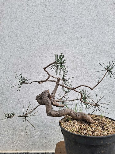 Bonsai yamadori pinus - yamadori,
