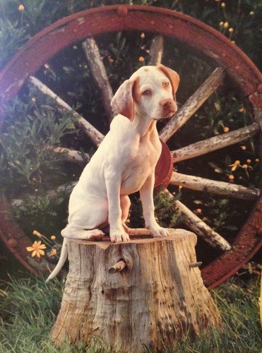 English pointer puppy - puppy, by