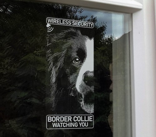 Adesivo border collie - border,