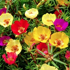 PORTULA - MISCELA DI SEMI