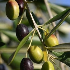 Pianta ulivo koroneiki in - di,