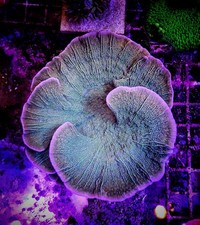 Green Montipora Cap Coral - 2
