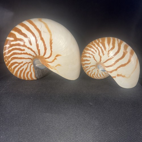 Conchiglie nautilus tigre a - nautilus,