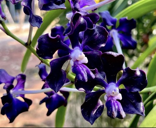 Vanda cavaliere nero - vanda,