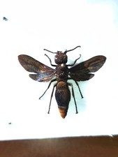 Synagris analis, raro. Eumeninae, Imenotteri, Vespidae, 